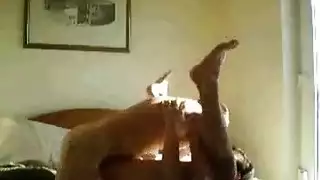 ممارسة مع حيوان: قضيب حصان عملاق يغتصب فرج محلوق