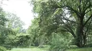 شرج صريح: مطلقات تأخذنه في المؤخرة