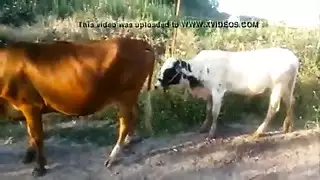 شهوة حيوانية xxx: إباحية الوحشية جامحة